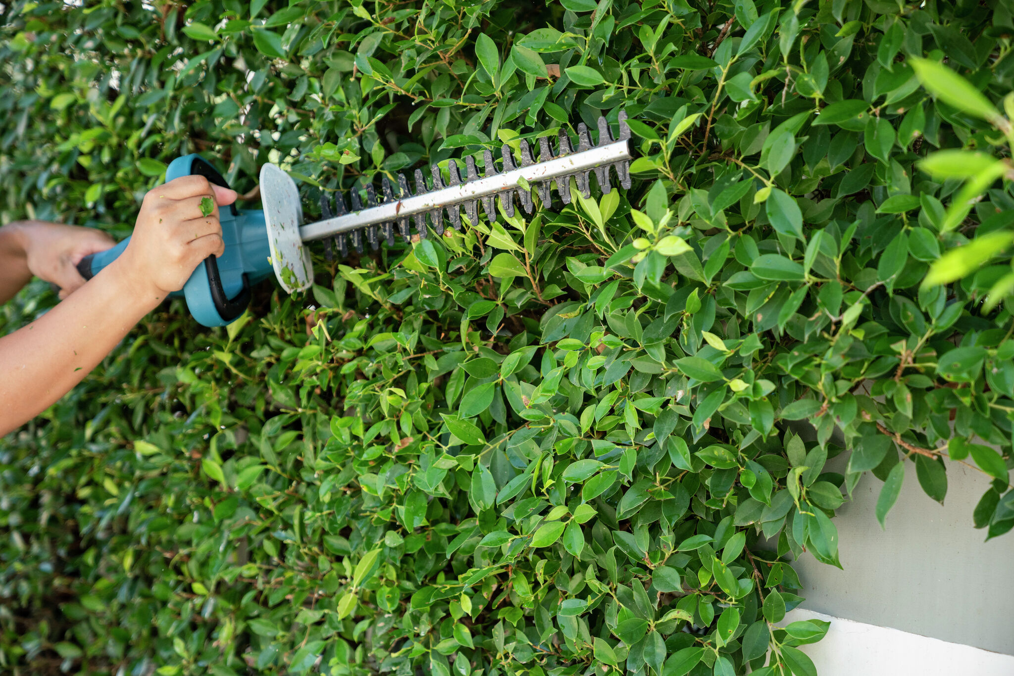 Finding Your Ideal Tree Trimmer in No Time!
